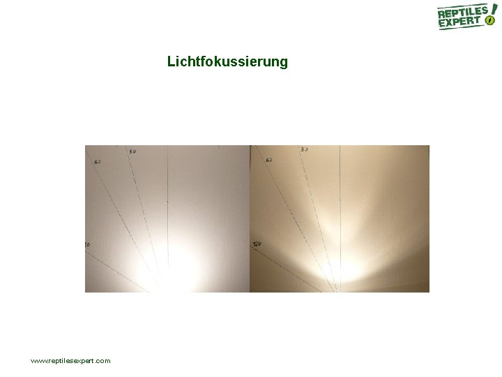 Lichtfokussierung www. reptilesexpert. com Lichtfokussierung www. reptilesexpert. com