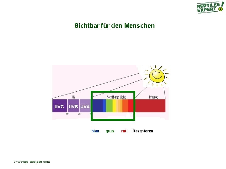 Sichtbar für den Menschen blau www. reptilesexpert. com grün rot Rezeptoren Sichtbar für den Menschen blau www. reptilesexpert. com grün rot Rezeptoren