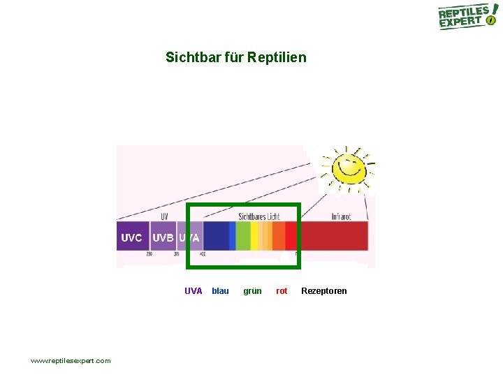 Sichtbar für Reptilien UVA www. reptilesexpert. com blau grün rot Rezeptoren Sichtbar für Reptilien UVA www. reptilesexpert. com blau grün rot Rezeptoren