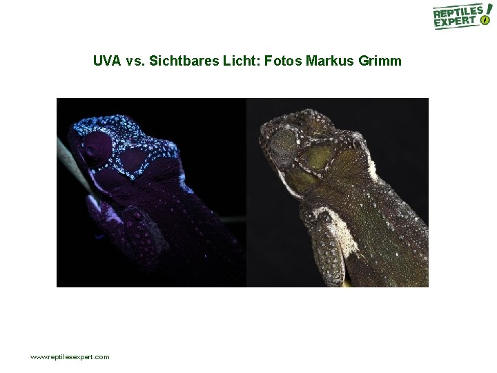UVA vs. Sichtbares Licht: Fotos Markus Grimm www. reptilesexpert. com UVA vs. Sichtbares Licht: Fotos Markus Grimm www. reptilesexpert. com