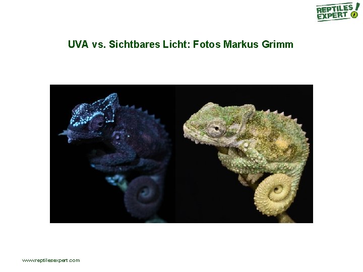 UVA vs. Sichtbares Licht: Fotos Markus Grimm www. reptilesexpert. com UVA vs. Sichtbares Licht: Fotos Markus Grimm www. reptilesexpert. com