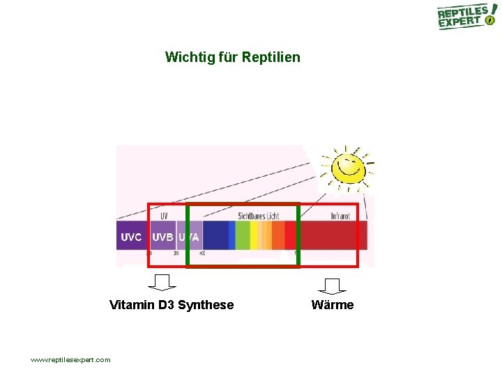 Wichtig für Reptilien Vitamin D 3 Synthese www. reptilesexpert. com Wärme Wichtig für Reptilien Vitamin D 3 Synthese www. reptilesexpert. com Wärme