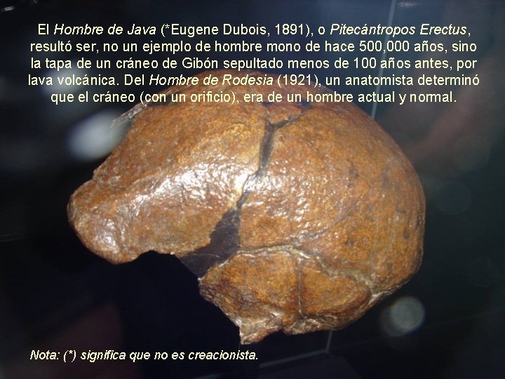 El Hombre de Java (*Eugene Dubois, 1891), o Pitecántropos Erectus, resultó ser, no un