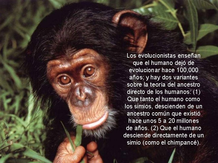 Los evolucionistas enseñan que el humano dejó de evolucionar hace 100, 000 años; y