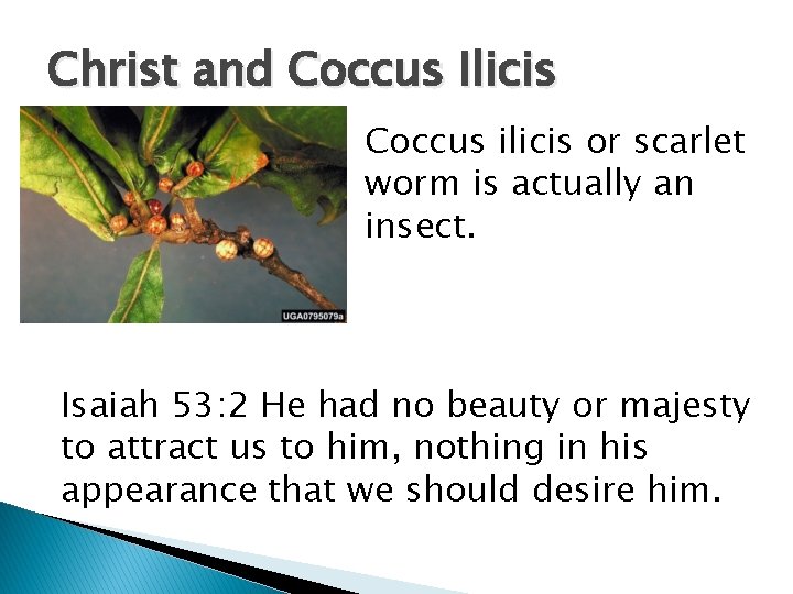 Christ and Coccus Ilicis Coccus ilicis or scarlet worm is actually an insect. Isaiah Christ and Coccus Ilicis Coccus ilicis or scarlet worm is actually an insect. Isaiah