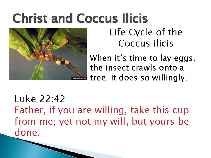 Christ and Coccus Ilicis Life Cycle of the Coccus ilicis When it’s time to Christ and Coccus Ilicis Life Cycle of the Coccus ilicis When it’s time to