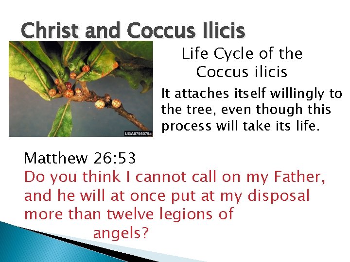 Christ and Coccus Ilicis Life Cycle of the Coccus ilicis It attaches itself willingly Christ and Coccus Ilicis Life Cycle of the Coccus ilicis It attaches itself willingly
