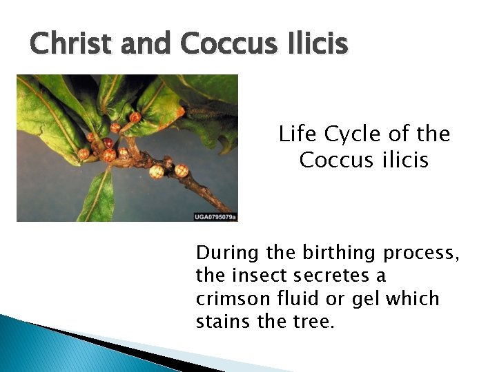 Christ and Coccus Ilicis Life Cycle of the Coccus ilicis During the birthing process, Christ and Coccus Ilicis Life Cycle of the Coccus ilicis During the birthing process,
