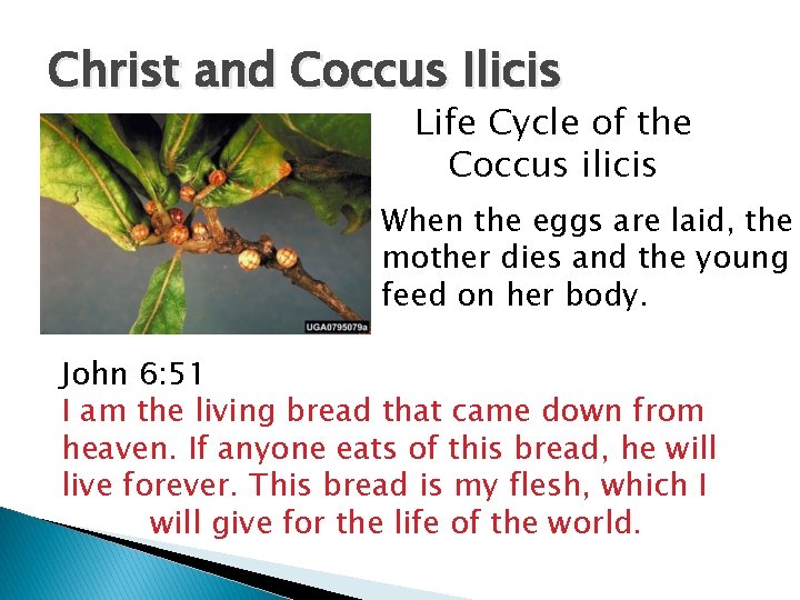 Christ and Coccus Ilicis Life Cycle of the Coccus ilicis When the eggs are Christ and Coccus Ilicis Life Cycle of the Coccus ilicis When the eggs are
