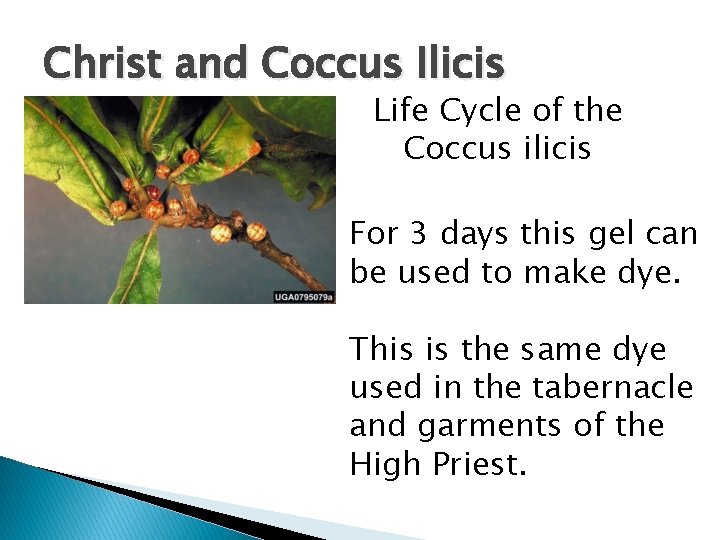 Christ and Coccus Ilicis Life Cycle of the Coccus ilicis For 3 days this Christ and Coccus Ilicis Life Cycle of the Coccus ilicis For 3 days this