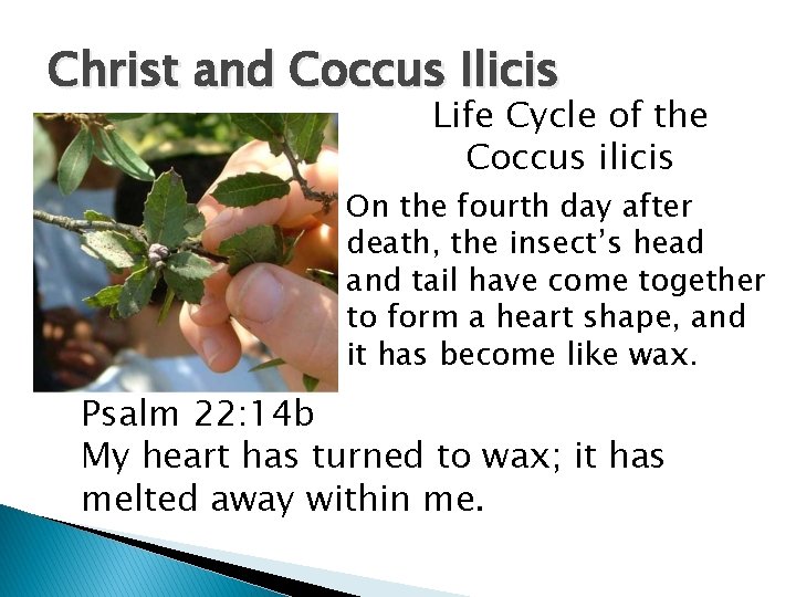 Christ and Coccus Ilicis Life Cycle of the Coccus ilicis On the fourth day Christ and Coccus Ilicis Life Cycle of the Coccus ilicis On the fourth day