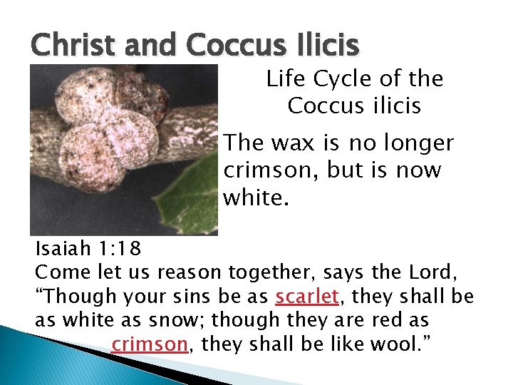 Christ and Coccus Ilicis Life Cycle of the Coccus ilicis The wax is no Christ and Coccus Ilicis Life Cycle of the Coccus ilicis The wax is no