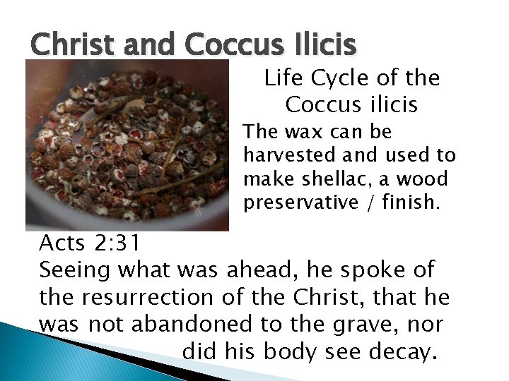 Christ and Coccus Ilicis Life Cycle of the Coccus ilicis The wax can be Christ and Coccus Ilicis Life Cycle of the Coccus ilicis The wax can be