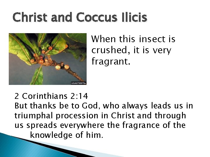 Christ and Coccus Ilicis When this insect is crushed, it is very fragrant. 2 Christ and Coccus Ilicis When this insect is crushed, it is very fragrant. 2