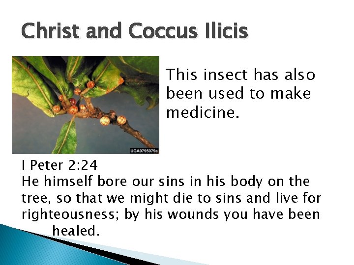 Christ and Coccus Ilicis This insect has also been used to make medicine. I Christ and Coccus Ilicis This insect has also been used to make medicine. I