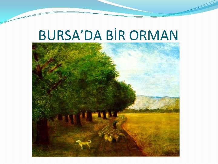 BURSA’DA BİR ORMAN BURSA’DA BİR ORMAN