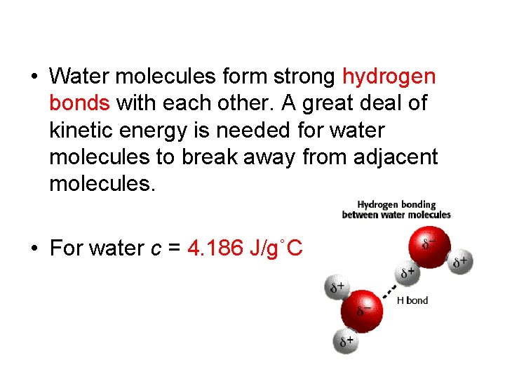  • Water molecules form strong hydrogen bonds with each other. A great deal