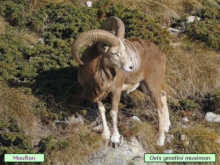 Mouflon Ovis gmelini musimon 
