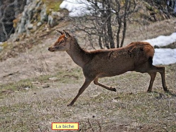 La biche 