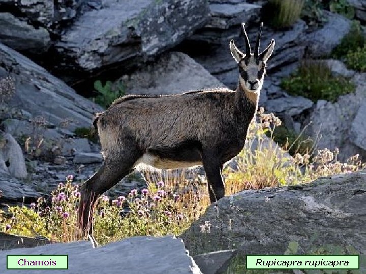 Chamois Rupicapra rupicapra 