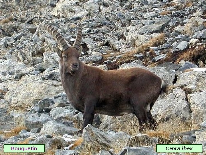Bouquetin Capra ibex 