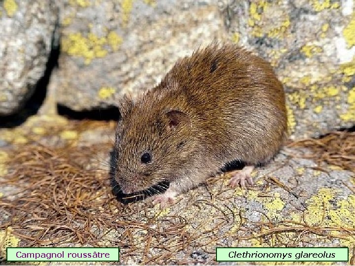 Campagnol roussâtre Clethrionomys glareolus 