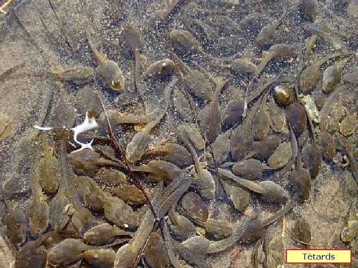 Tétards 