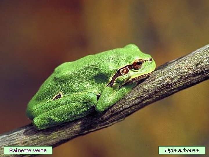 Rainette verte Hyla arborea 