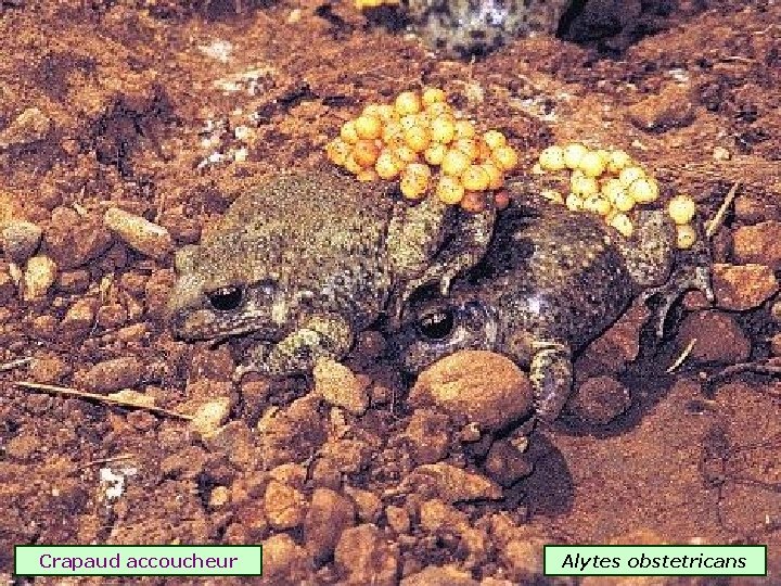 Crapaud accoucheur Alytes obstetricans 