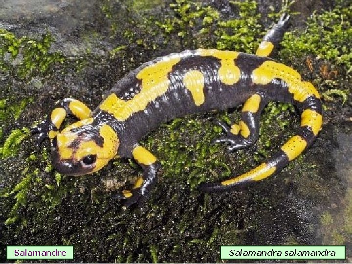 Salamandre Salamandra salamandra 