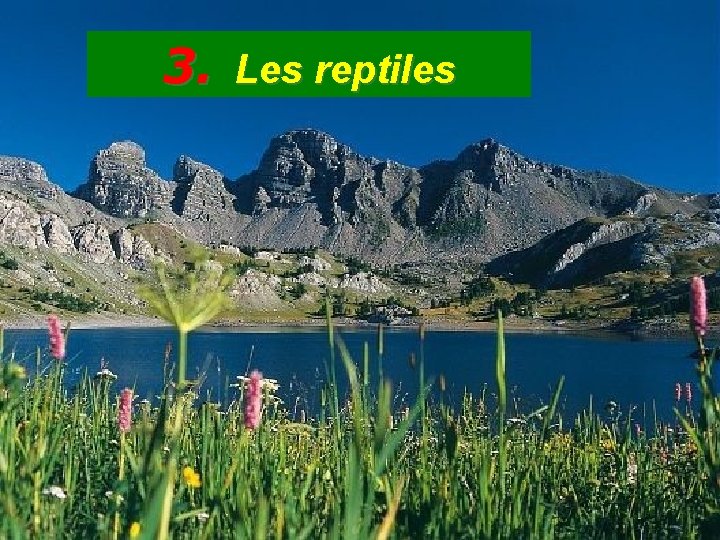 3. Les reptiles 