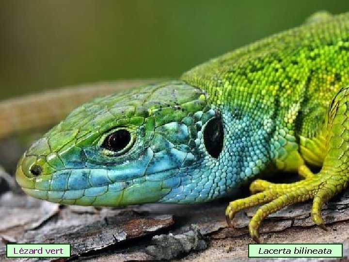 Lézard vert Lacerta bilineata 