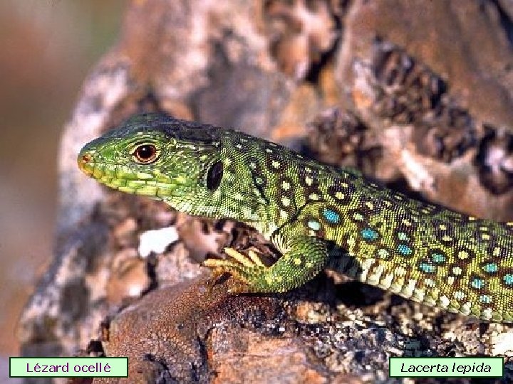 Lézard ocellé Lacerta lepida 