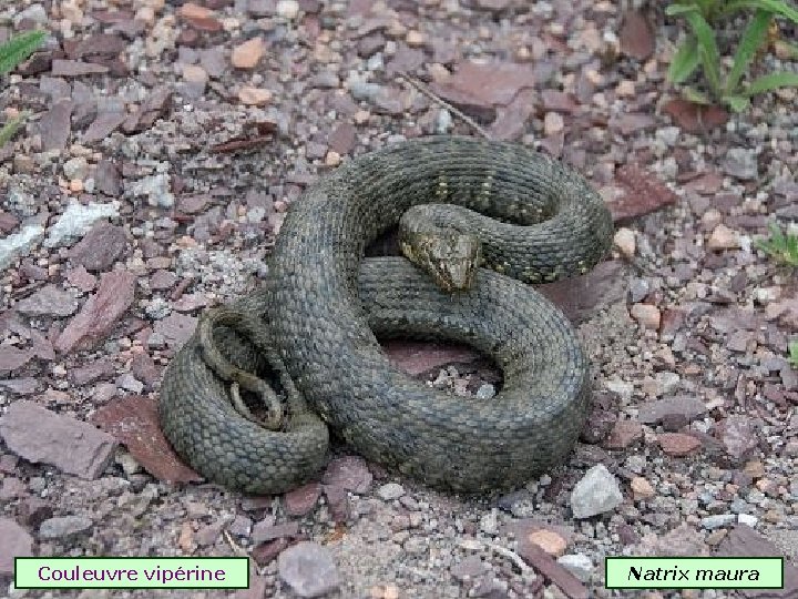 Couleuvre vipérine Natrix maura 