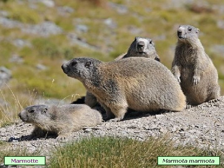 Marmotte Marmota marmota 