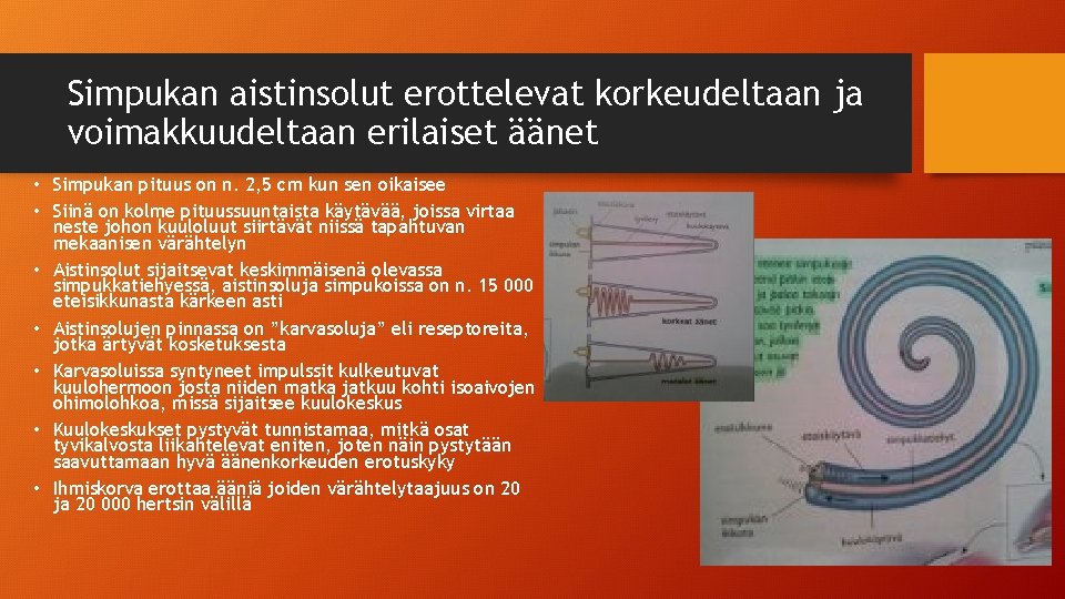 Simpukan aistinsolut erottelevat korkeudeltaan ja voimakkuudeltaan erilaiset äänet • Simpukan pituus on n. 2,