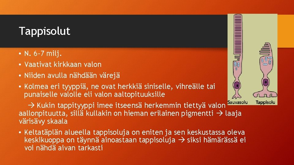 Tappisolut N. 6 -7 milj. Vaativat kirkkaan valon Niiden avulla nähdään värejä Kolmea eri