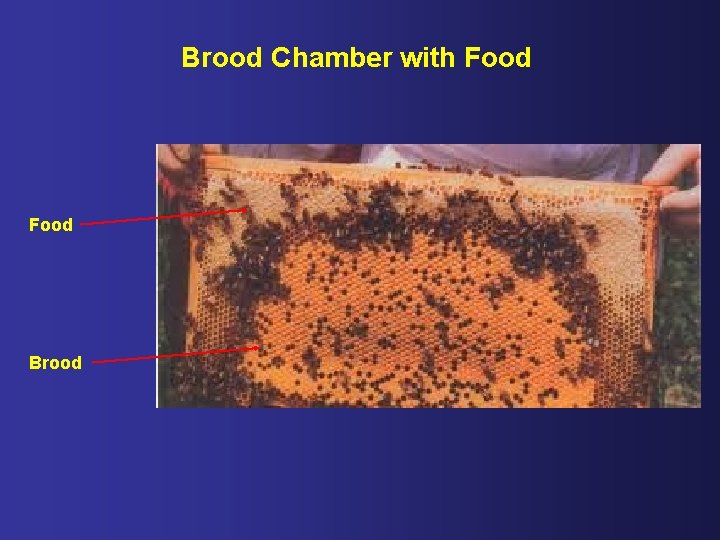 Brood Chamber with Food Brood 