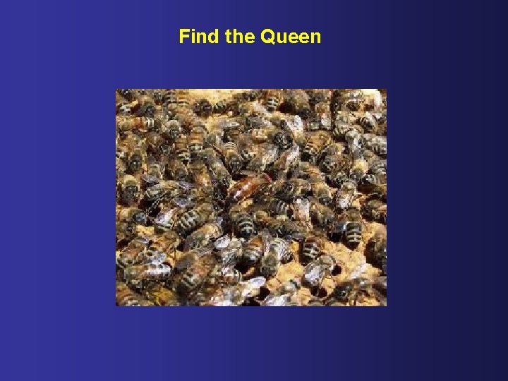 Find the Queen 