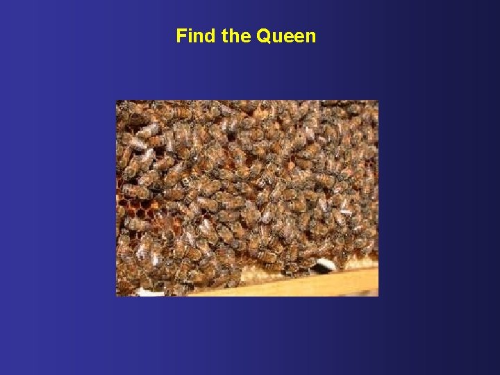 Find the Queen 