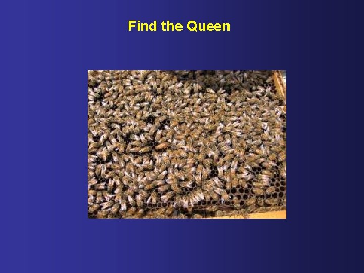 Find the Queen 