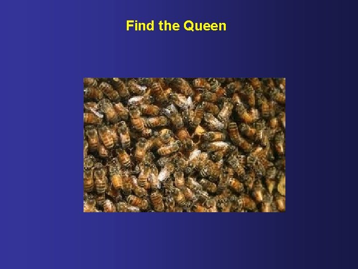 Find the Queen 