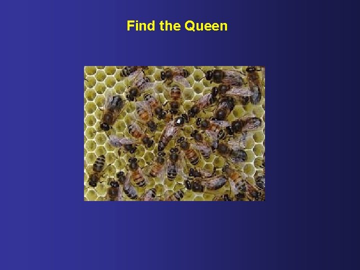 Find the Queen 