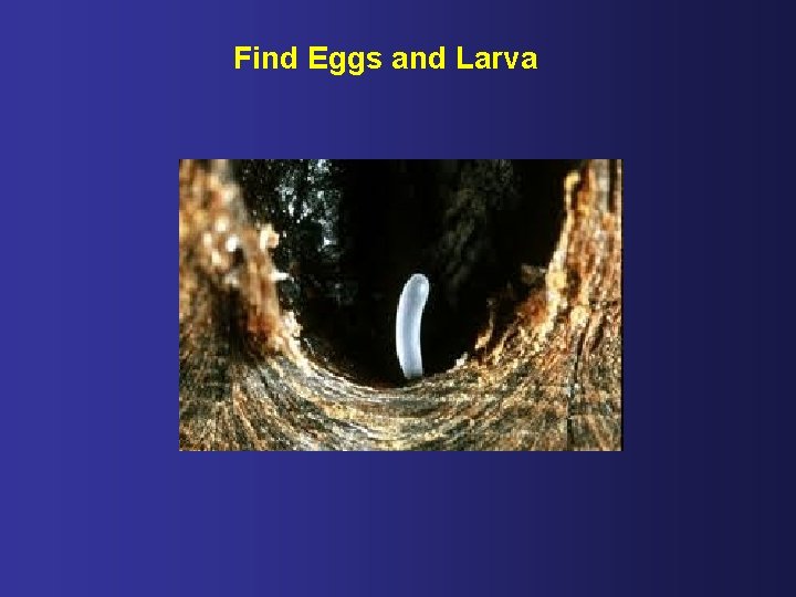 Find Eggs and Larva 