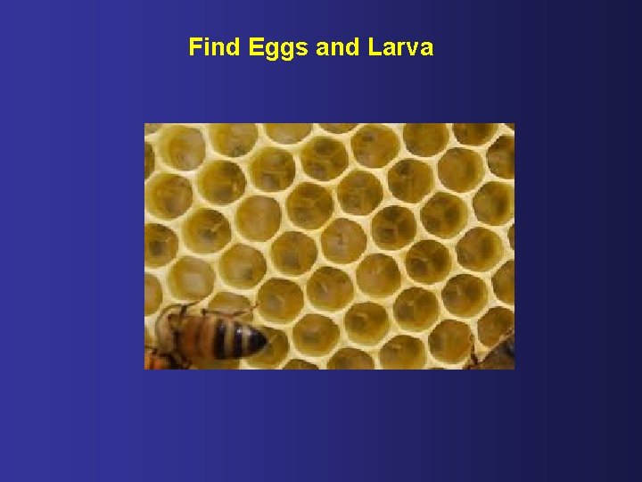 Find Eggs and Larva 