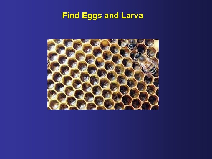 Find Eggs and Larva 