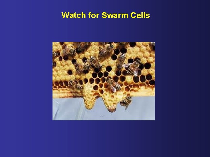 Watch for Swarm Cells 