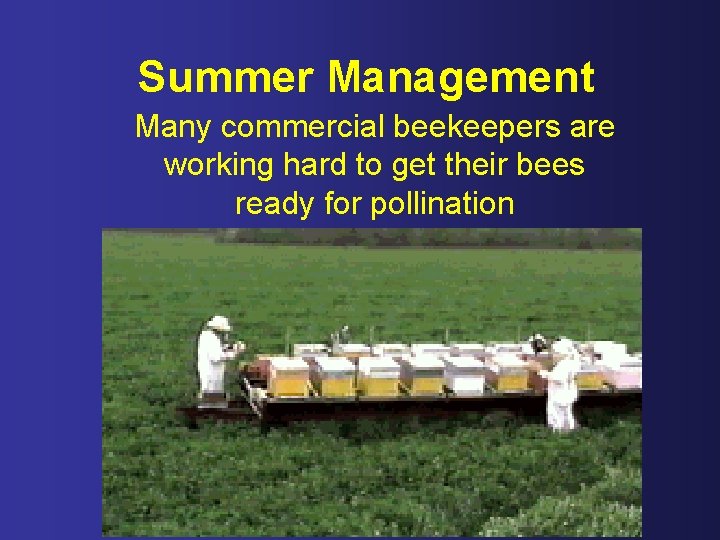 Summer Management Many commercial beekeepers are working hard to get their bees ready for