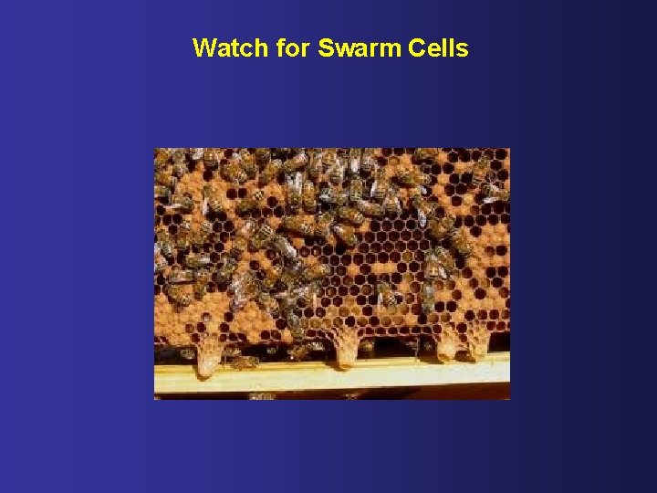 Watch for Swarm Cells 