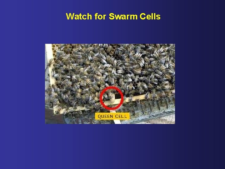 Watch for Swarm Cells 